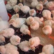 جوجه بوقلمون گوشتی 3 روزه