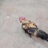 3عدد خروس جوان