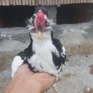 جوجه گلین خروس نیمچه مجموعه داری