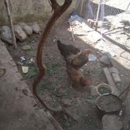 یه خروس و فریح یکساله