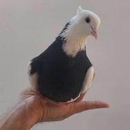 کبوترطوقی ماده