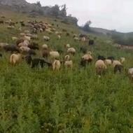 گوسفند و بره بز