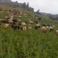 گوسفند و بره و بز
