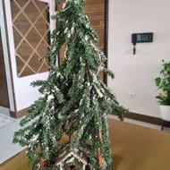 درخت کاج یا درخت کریسمس