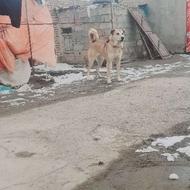 سگ سرابی 10ماهه واگذاری