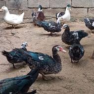 اردک اسرائیلی تمیز نر و ماده