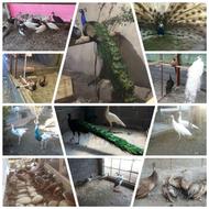 جوجه طاووس