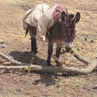 الاغ ماده جوان