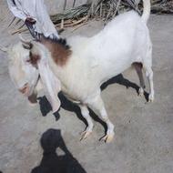 یک پاچن نر گلاب