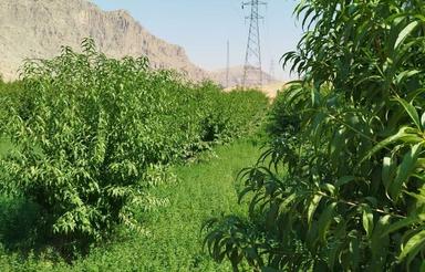 2400 متر باغ مثمر میوه در حسین آباد چمچال