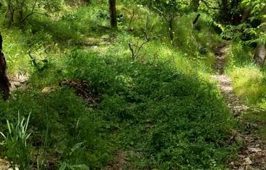2040متر مربع باغ در آتشگاه روستای خوارس