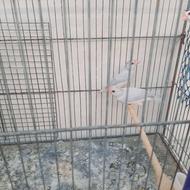 فنج نرگسی جوان