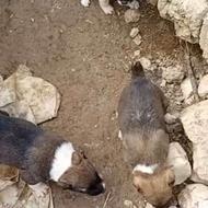 واگذاری توله پژدر ماده ونر