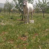 اسب سواری 6 پا به 7