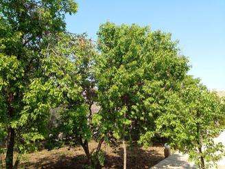 خانه باغ ویلایی