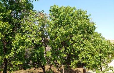 خانه باغ ویلایی