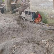 خروس پاکوتا