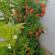 فروش خانه 3خوابه در استهبان