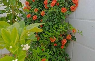 فروش خانه 3خوابه در استهبان