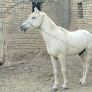 اسب سفید نر