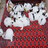 بچه خرگوش 20و25روزه