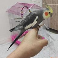 عروس هلندی نر دستی