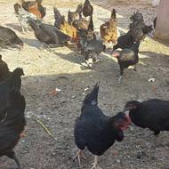 مرغ تخمگذار