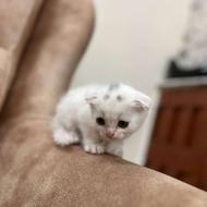 بچه گربه اسکاتیش فولد سفید