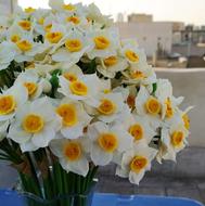 شاخه گل نرگس دکوری
