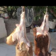 ذبح و سلاخی سیار(بره گوساله شتر )