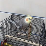 عروس هلندی نر