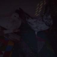نروماده عالی ب شرط
