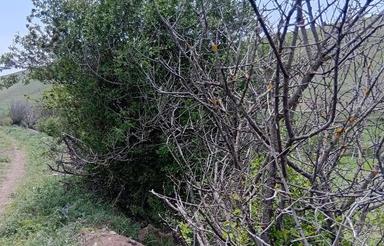 زمین‌مناسب‌احداث‌باغ