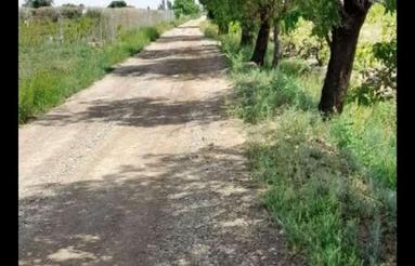 باغ انگور سرحال بارده