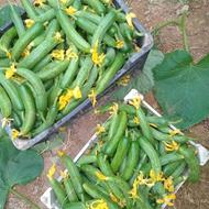 خیار تازه گل خانه ای
