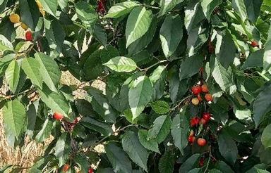 فروش باغچه 500 متری در نظرآباد