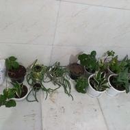 گل خانگی سانسوریا شمشیری پاکوتاه