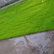خزانه هاشمی