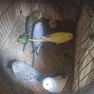 مرغ عشق /عروس هلندی/کبوتر سینه ای