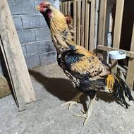 خروس صابونی قصاب جوجه کشی