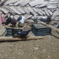 کبوتر کفتر