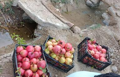 باغ زیبا معاوضه با ماشین