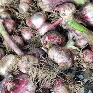 سیر محلی تازه چین