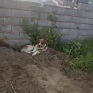 واگذاری سگ نگهبان گله و باغ