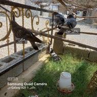 فروش کفتر کبوتر