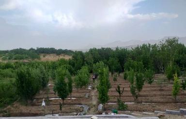 زمین کشاورزی 1000 متری نزدیک پل زمانخان