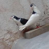 خال ماده دو پر رخ تو دم