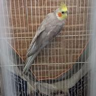 عروس هلندی