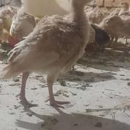 جوجه بوقلمون