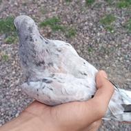 جوجه کبوتر سرور نر